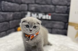 SHOW KALİTE SCOTTİSH