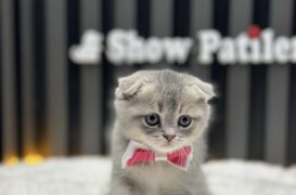 SCOTTİSH FOLD BLUE GOLDEN