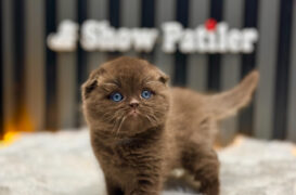 SCOTTİSH FOLD CİNNAMON