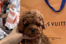 ORJİNAL GEN TOY POODLE