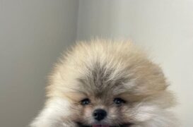 POMERANİAN BOO TEDY BEAR