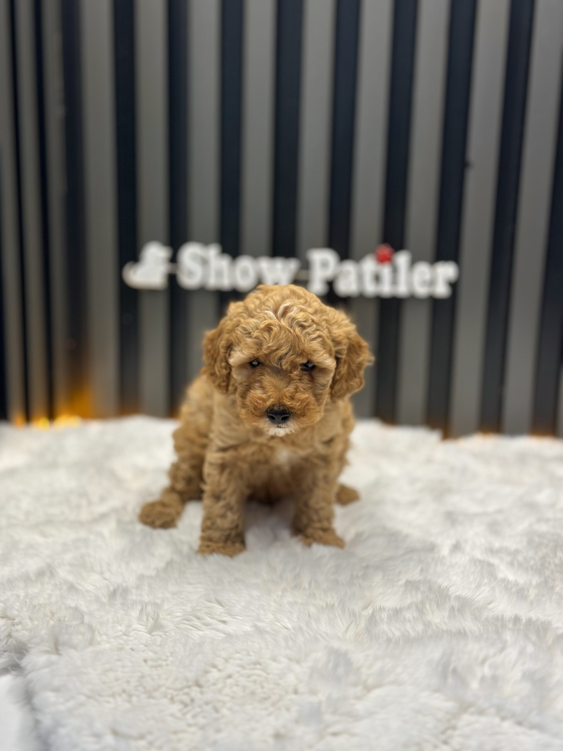 TOY POODLE RED
