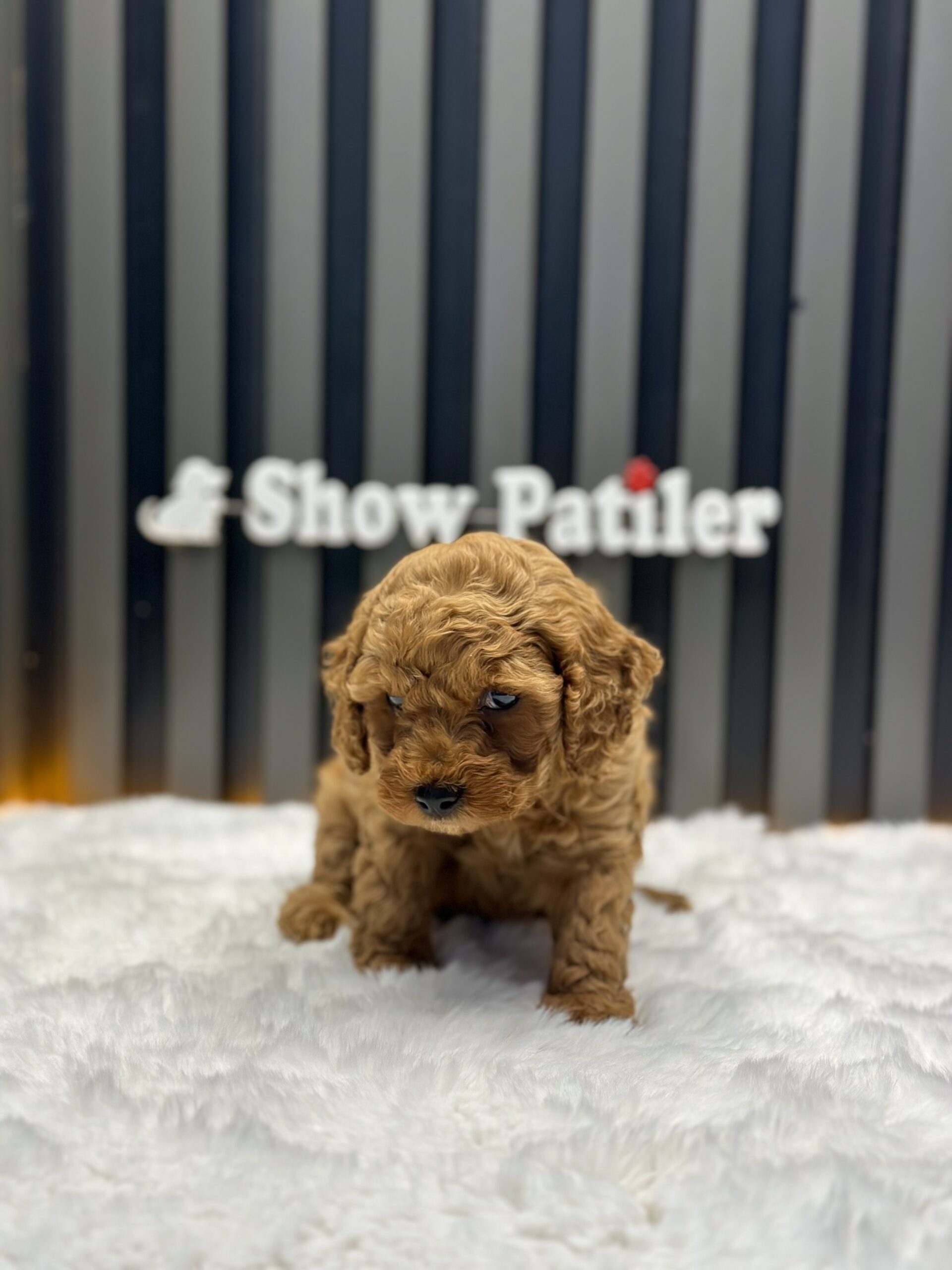 RED BROWN TOY POODLE