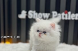 LONGHAİR BRTİSH WHİTE